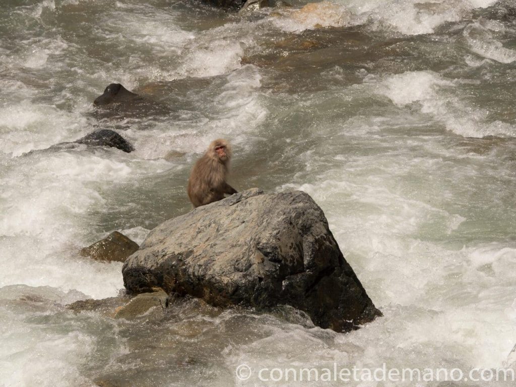 Macaco observando el río