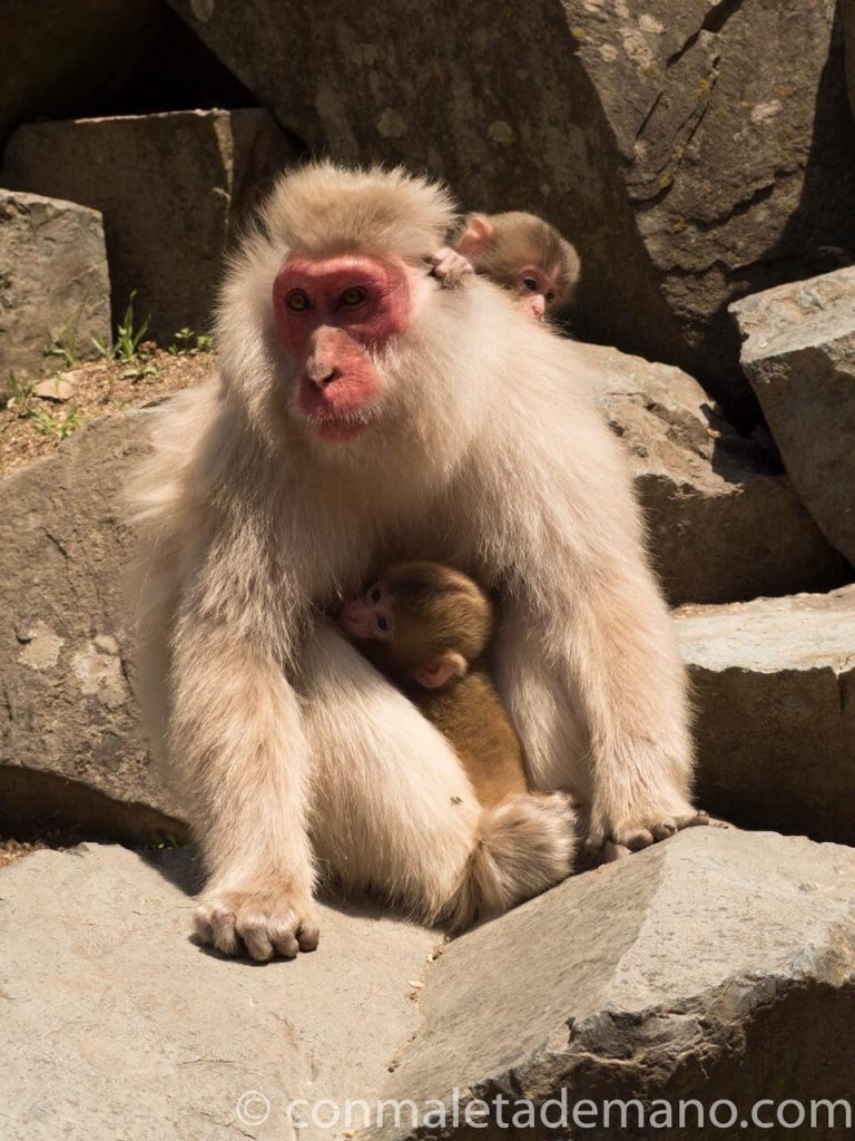 Madre con dos crías