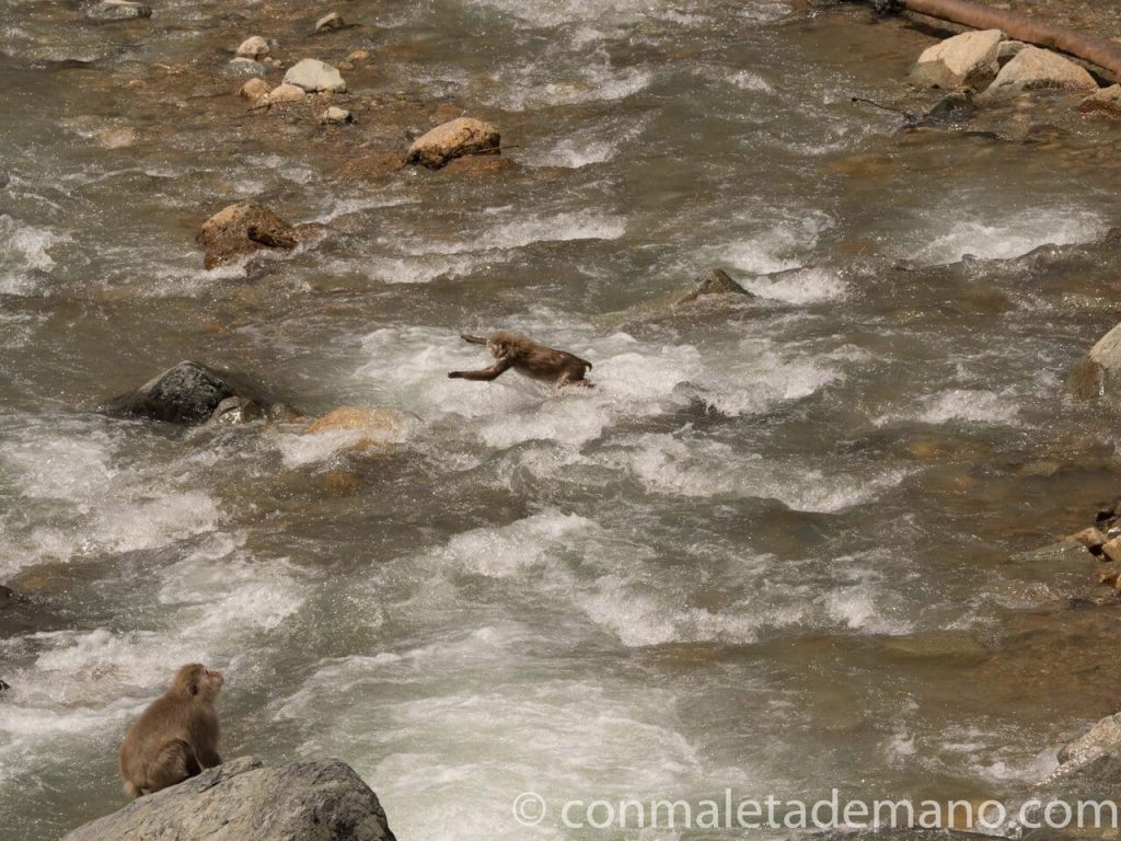 Macaco pegándose un chapuzón en el río