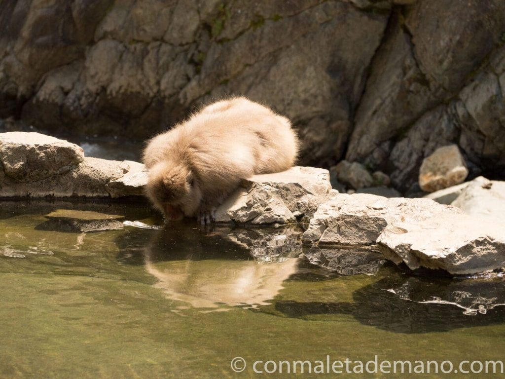 Macaco pensando si se mete en el agua o no
