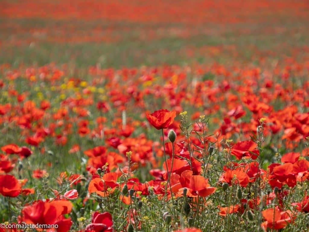 Campo de flores en la carretera de Testour a El Kef, Túnez