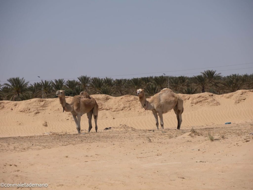 El Desierto del Sáhara, en Douz